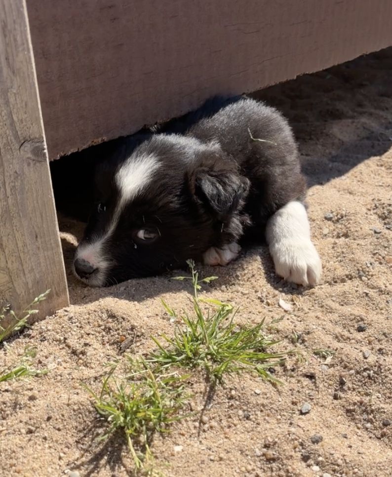 Zuhause gesucht für supersüsse Australian Shepherd Welpen zum 05.05.2026