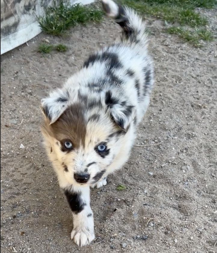 Zuhause gesucht für supersüsse Australian Shepherd Welpen zum 05.05.2026