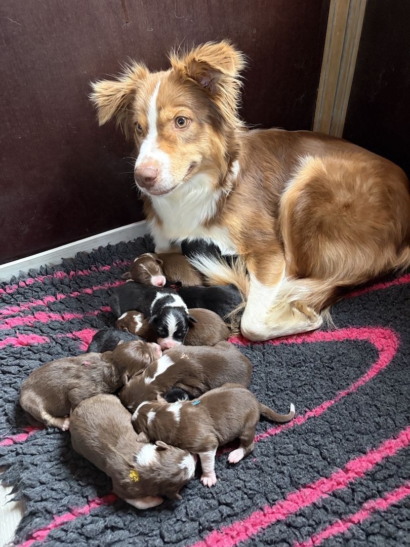 10 süsse Australian Shepherd-Welpen suchen zum 23.06.2026 ein Zuhause