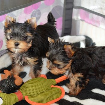 Miniatur-Yorkshire-Terrier-Welpen
