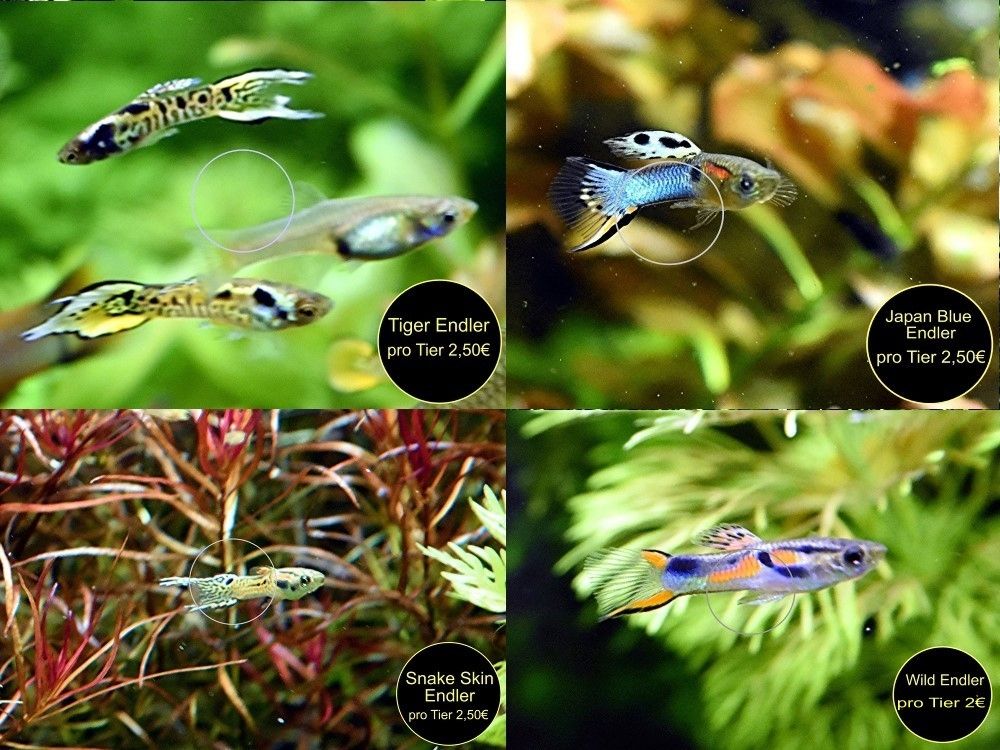 Endler, Guppy, Tiger, Japan Blue, Snake Skin, Wild