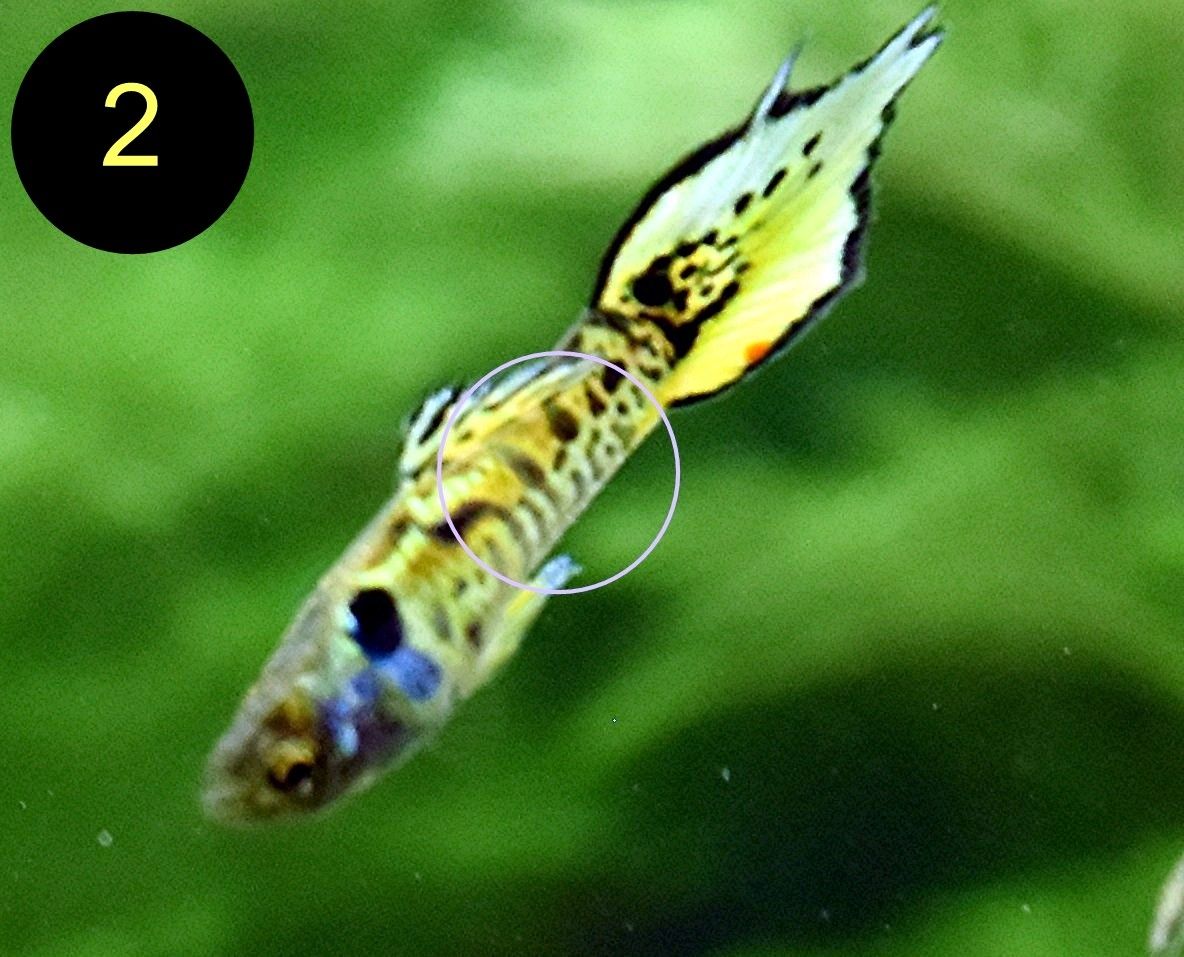 Endler, Guppy, Tiger, Japan Blue, Snake Skin, Wild