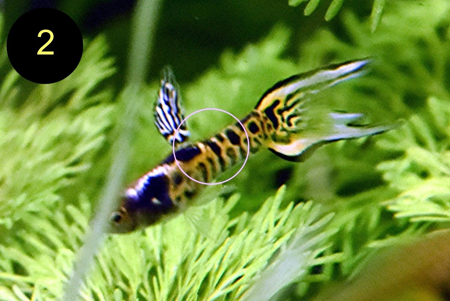 Endler, Guppy, Tiger, Japan Blue, Snake Skin, Wild