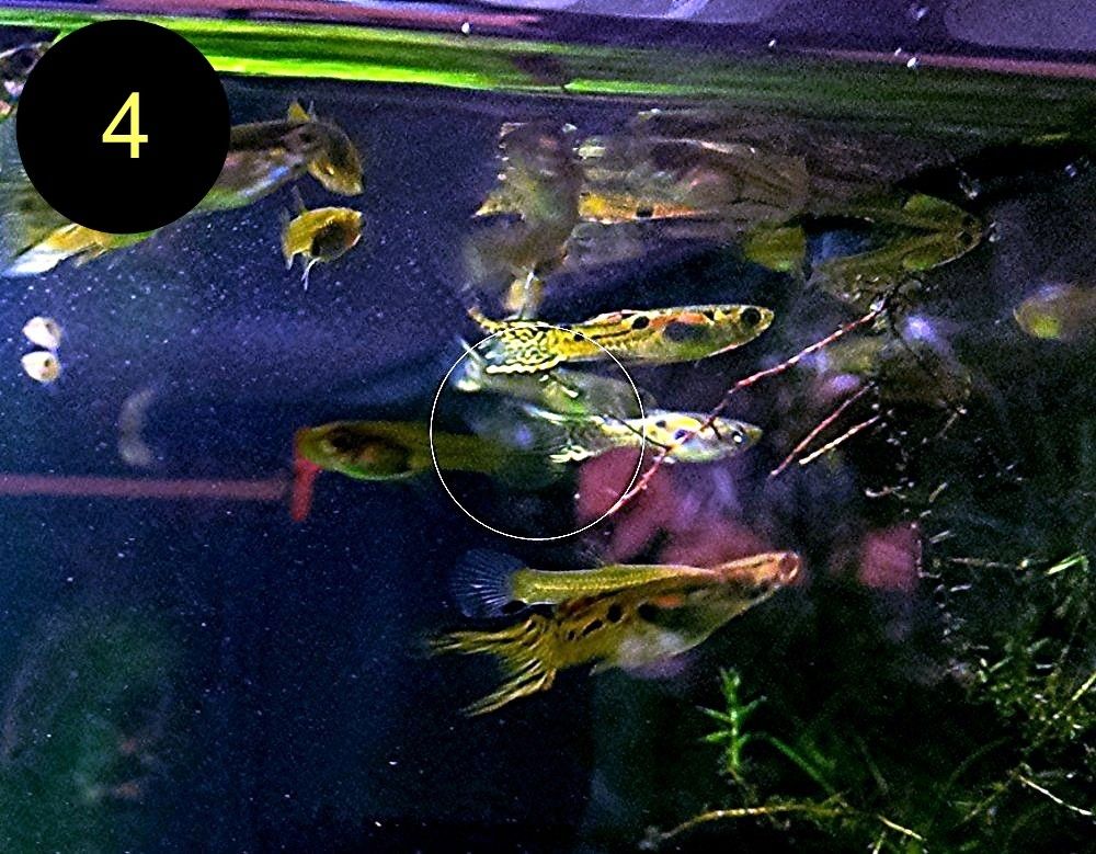 Endler, Guppy, Tiger, Japan Blue, Snake Skin, Wild