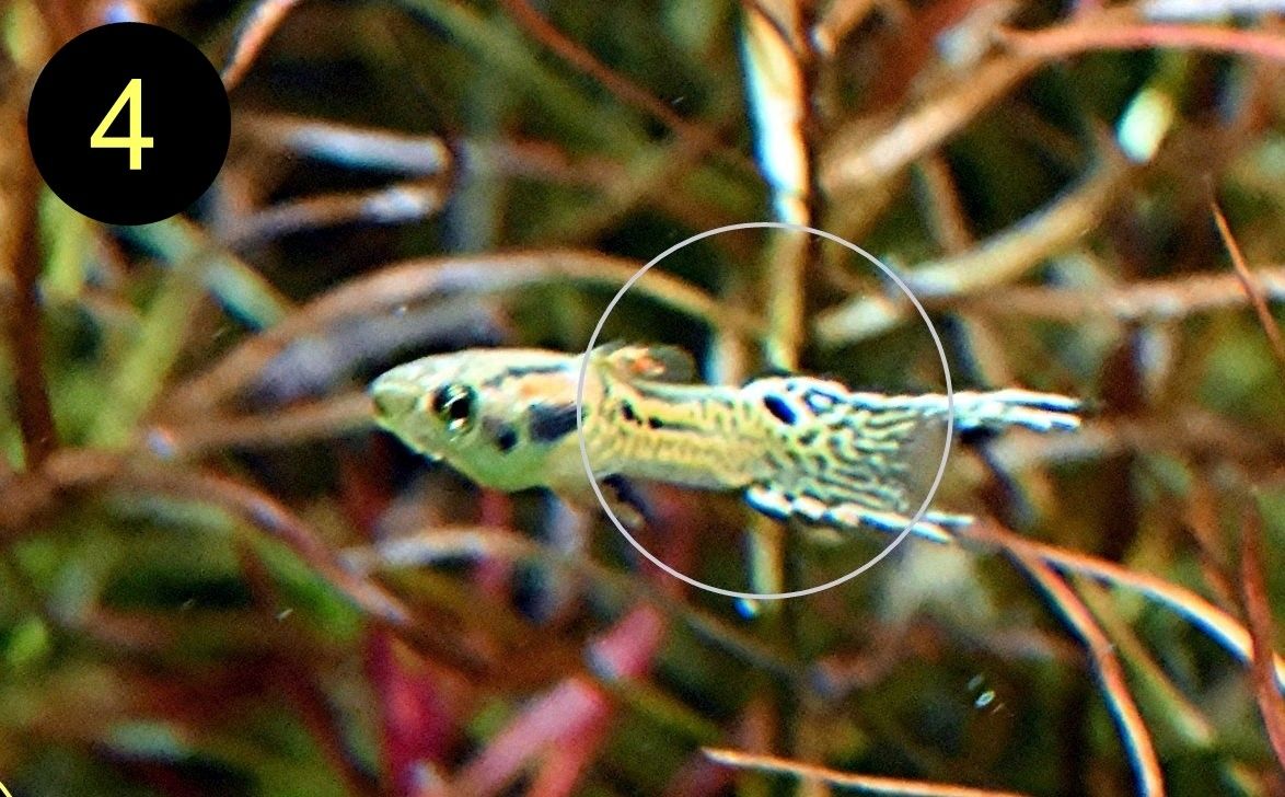 Endler, Guppy, Tiger, Japan Blue, Snake Skin, Wild