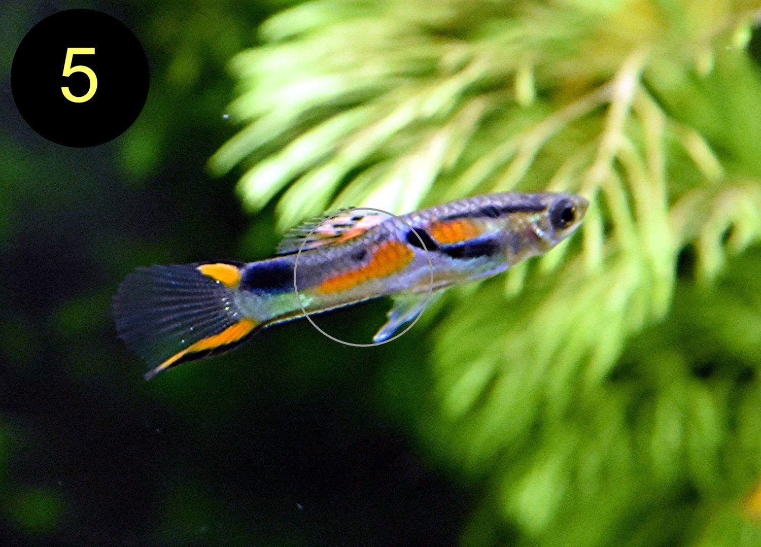 Endler, Guppy, Tiger, Japan Blue, Snake Skin, Wild