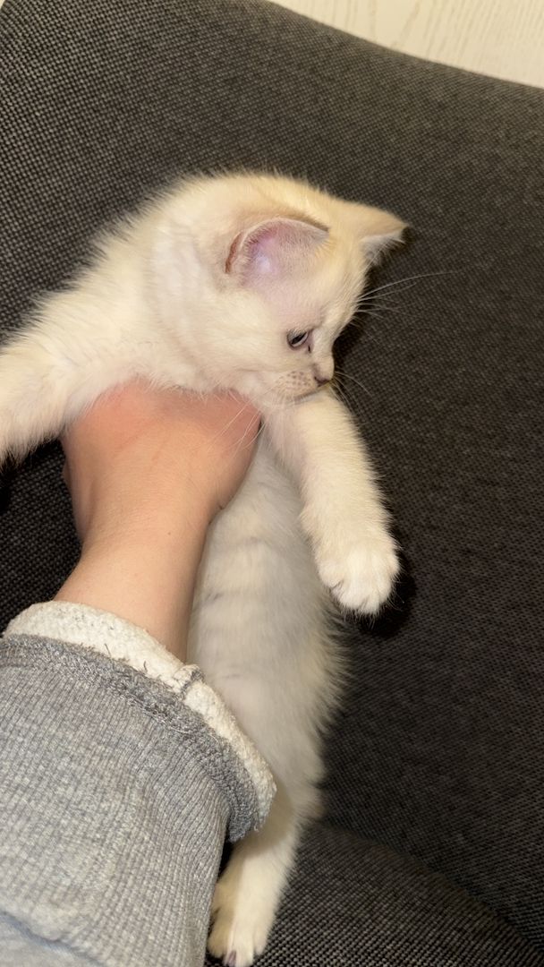 Zuckersüßes Baby-Kätzchen (weiblich) sucht ein liebevolles Zuhause 🐾