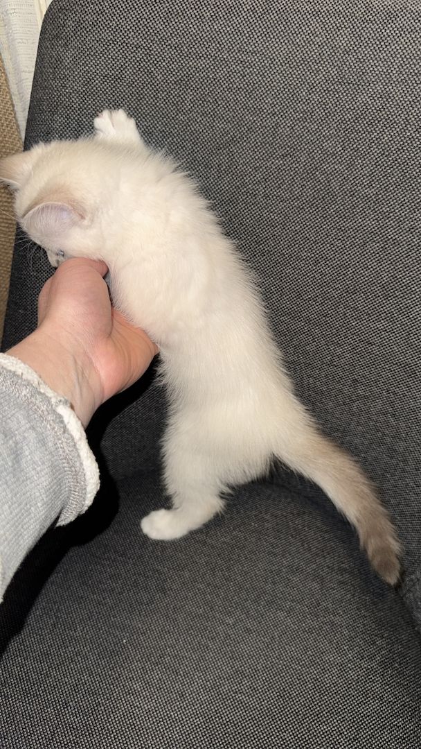 Zuckersüßes Baby-Kätzchen (weiblich) sucht ein liebevolles Zuhause 🐾