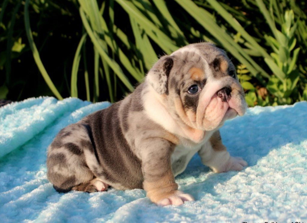 Wunderschöne English-Bulldog-Welpen abzugeben.