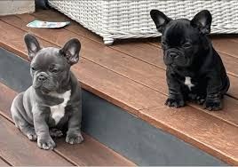 Das süßeste Französische-Bulldogge-Welpenmädchen sucht ein Zuhause.