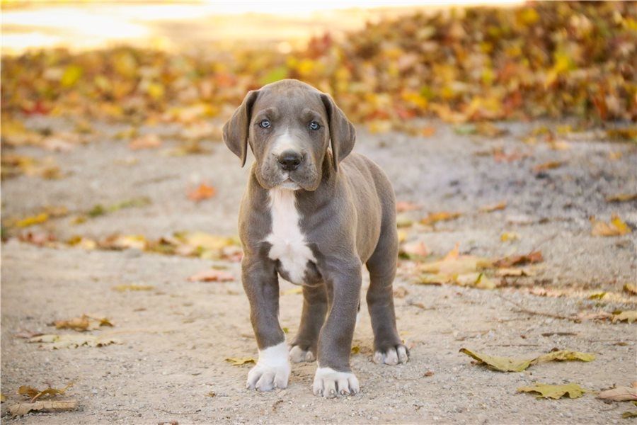 Deutsche-Dogge-Welpen verfügbar.