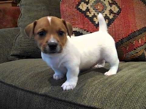 Jack Russell Terrier-Welpen zur Vermittlung.