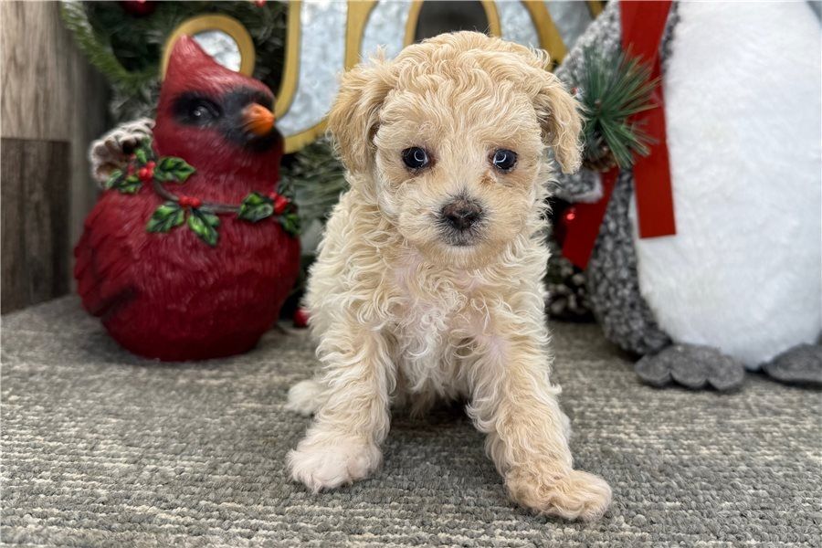 Pudel-Welpen (Rüden und Hündinnen) verfügbar.