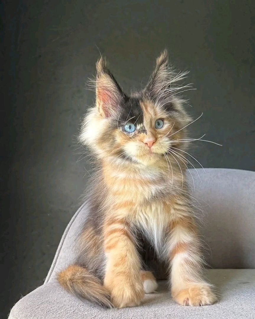 MAINE COON KITTEN mit Stammbaum