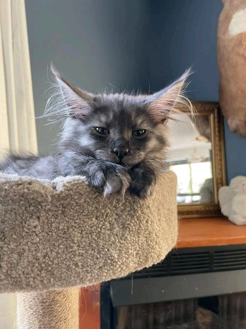 MAINE COON KITTEN mit Stammbaum