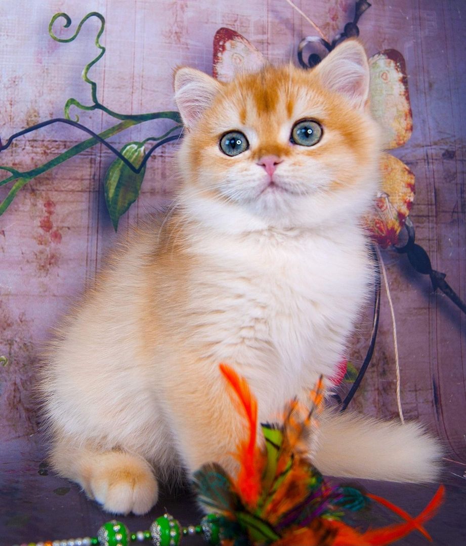 BKH Kitten Männchen und Weibchen