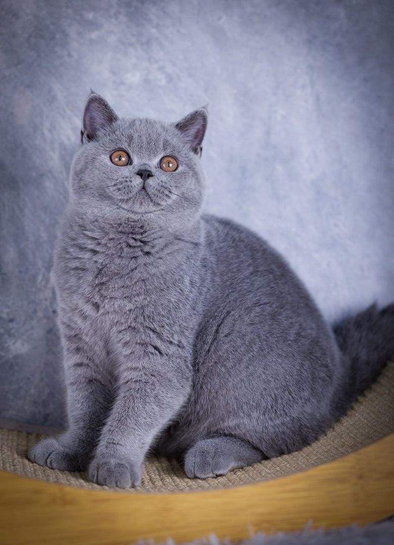 BKH Kitten Männchen und Weibchen