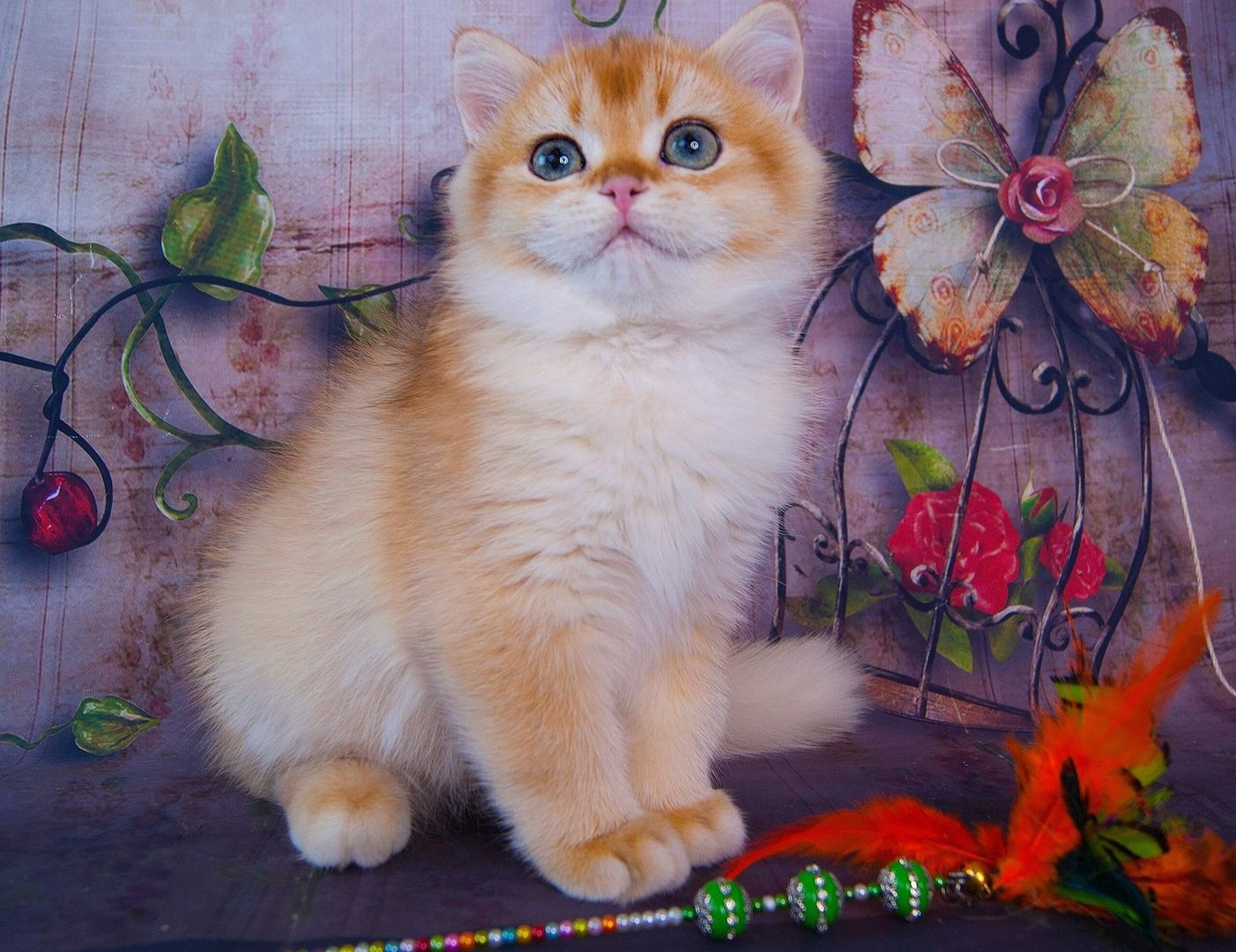 BKH Kitten Männchen und Weibchen