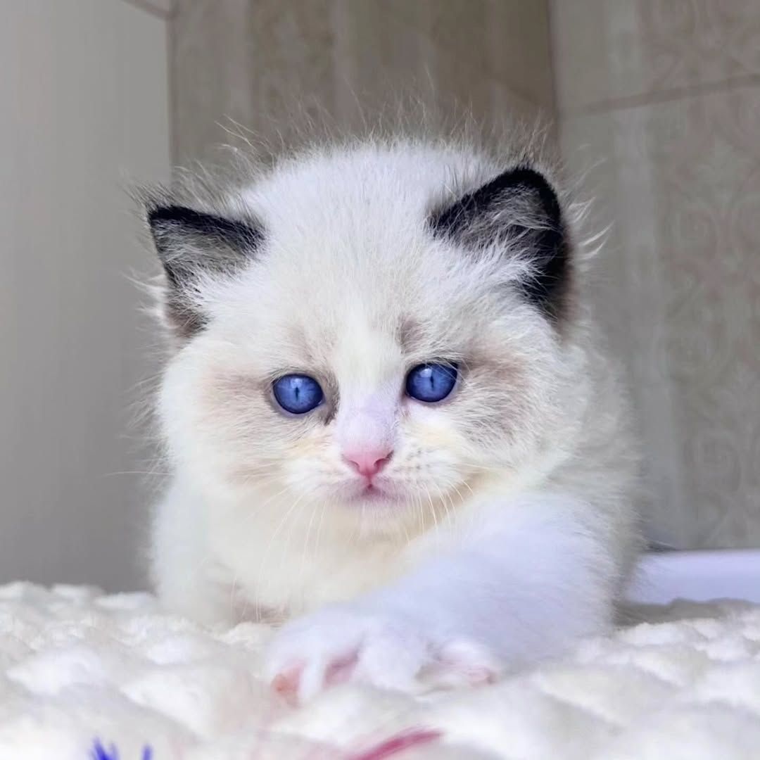 Ragdoll Kitten suchen ein neues Zuhause