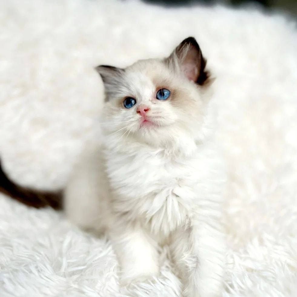 Ragdoll Kitten suchen ein neues Zuhause