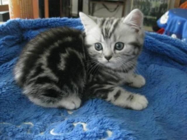 BKH-Kitten mit dem Stammbaum