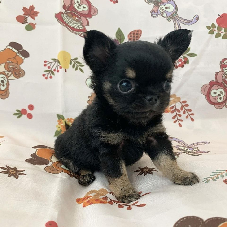 Chihuahua Welpen