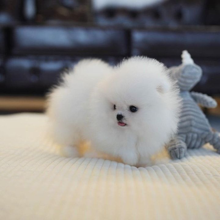 Pomeranian Zwergspitz Welpen