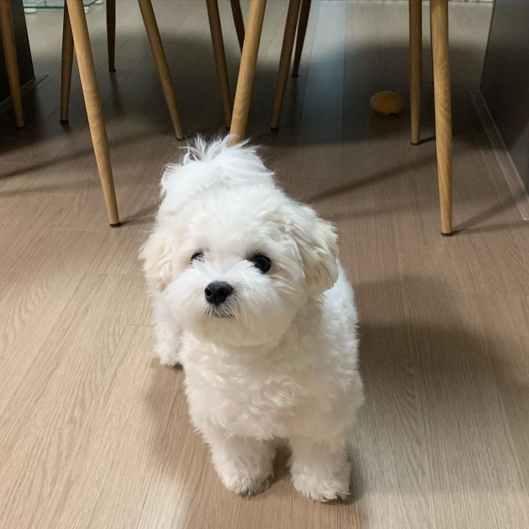 Malteser Welpen suchen ein liebevolles Zuhause