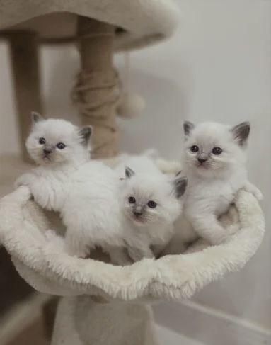 GCCF-registrierte Ragdoll-Kätzchen – Champion-Blutlinie ✨