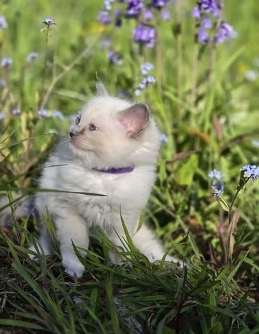 GCCF-registrierte Ragdoll-Kätzchen – Champion-Blutlinie ✨