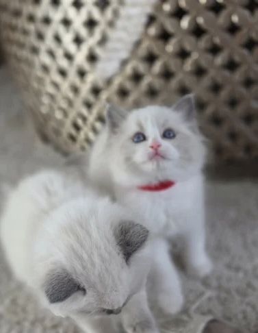 GCCF-registrierte Ragdoll-Kätzchen – Champion-Blutlinie ✨