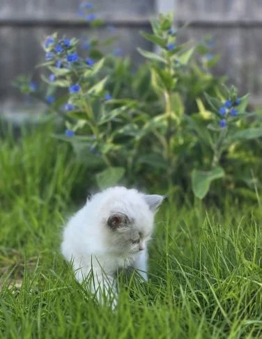 GCCF-registrierte Ragdoll-Kätzchen – Champion-Blutlinie ✨