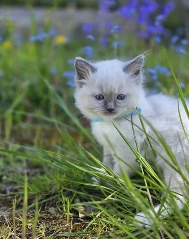 GCCF-registrierte Ragdoll-Kätzchen – Champion-Blutlinie ✨