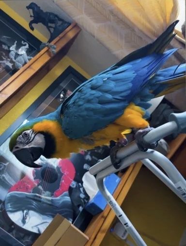 Blau- und Goldaras abzugeben