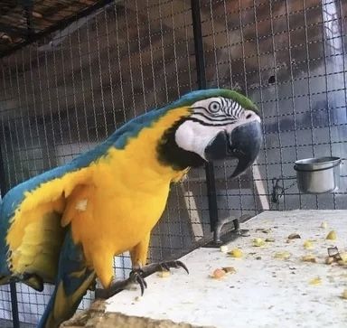 Blau- und Goldaras abzugeben