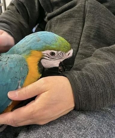 Blau- und Goldaras abzugeben