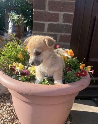 Wir freuen uns, Ihnen einen bezaubernden Wurf von vier Welsh Pembroke Corgi