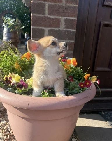 Wir freuen uns, Ihnen einen bezaubernden Wurf von vier Welsh Pembroke Corgi