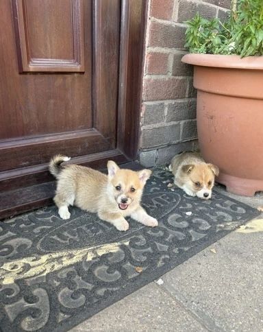 Wir freuen uns, Ihnen einen bezaubernden Wurf von vier Welsh Pembroke Corgi