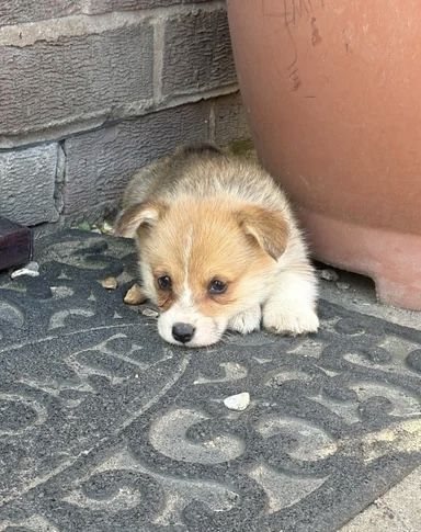 Wir freuen uns, Ihnen einen bezaubernden Wurf von vier Welsh Pembroke Corgi