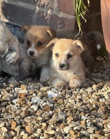 Wir freuen uns, Ihnen einen bezaubernden Wurf von vier Welsh Pembroke Corgi