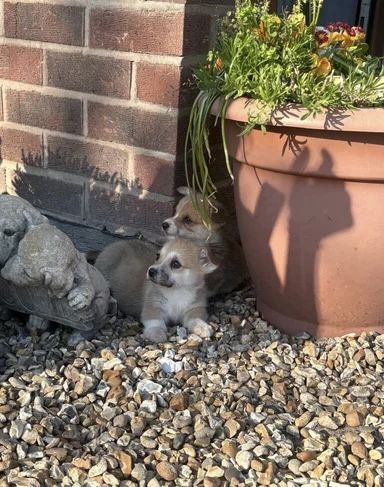 Wir freuen uns, Ihnen einen bezaubernden Wurf von vier Welsh Pembroke Corgi