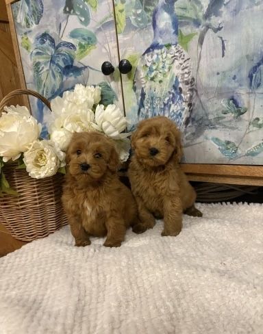 Wir freuen uns, Ihnen einen bezaubernden Wurf von vier Welsh Pembroke Corgi