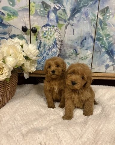 Wir freuen uns, Ihnen einen bezaubernden Wurf von vier Welsh Pembroke Corgi