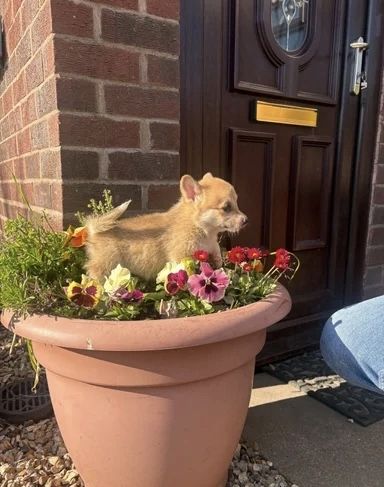 Wir freuen uns, Ihnen einen bezaubernden Wurf von vier Welsh Pembroke Corgi