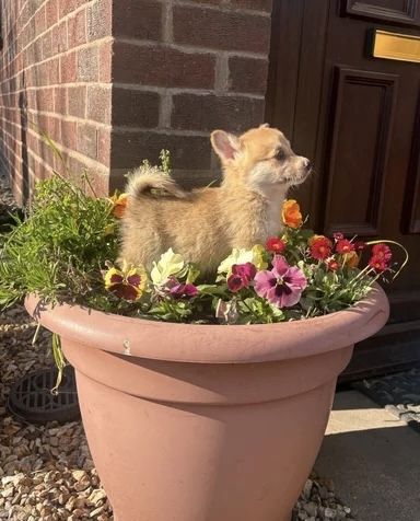 Wir freuen uns, Ihnen einen bezaubernden Wurf von vier Welsh Pembroke Corgi