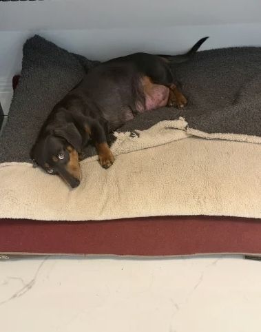 Unsere wunderschöne Hündin Tess hat einen bezaubernden Wurf von 7 kerngesunden Zwergdackelwelpen