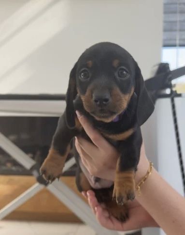 Unsere wunderschöne Hündin Tess hat einen bezaubernden Wurf von 7 kerngesunden Zwergdackelwelpen