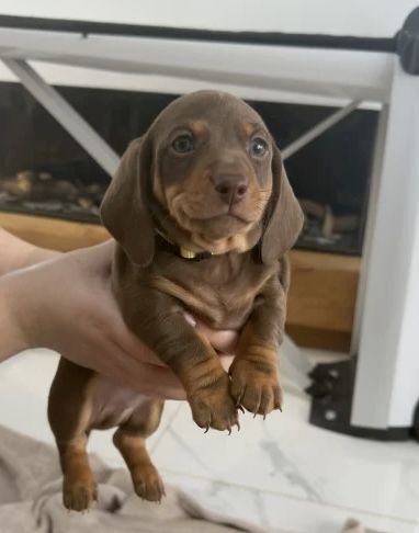 Unsere wunderschöne Hündin Tess hat einen bezaubernden Wurf von 7 kerngesunden Zwergdackelwelpen