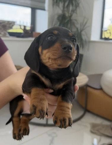 Unsere wunderschöne Hündin Tess hat einen bezaubernden Wurf von 7 kerngesunden Zwergdackelwelpen